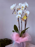 Orchid Plant - Call to place your order