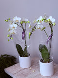 Orchid Plant - Call to place your order