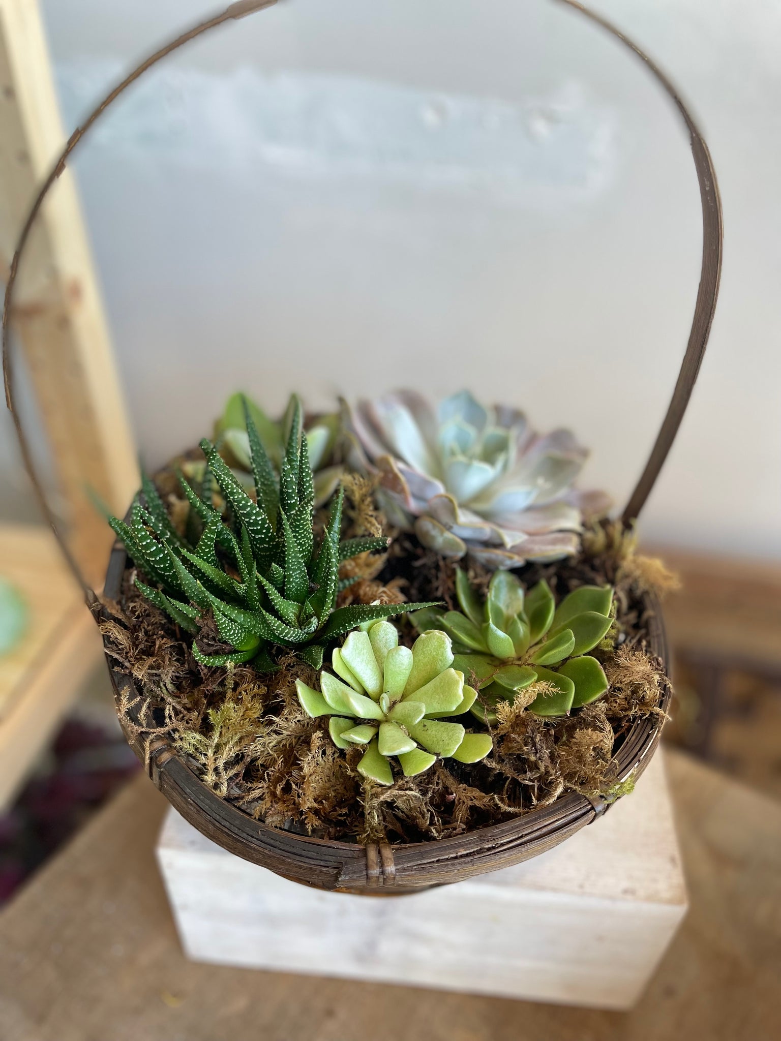 Succulent Basket