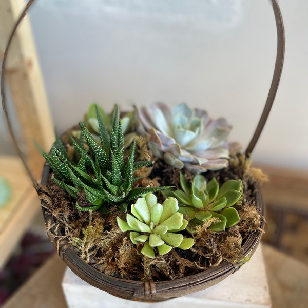 Succulent Basket