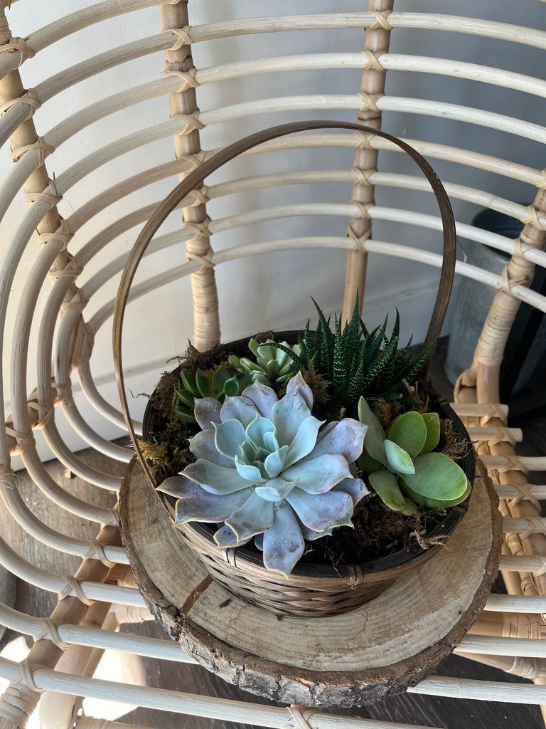 basket of succulents Succulent Basket