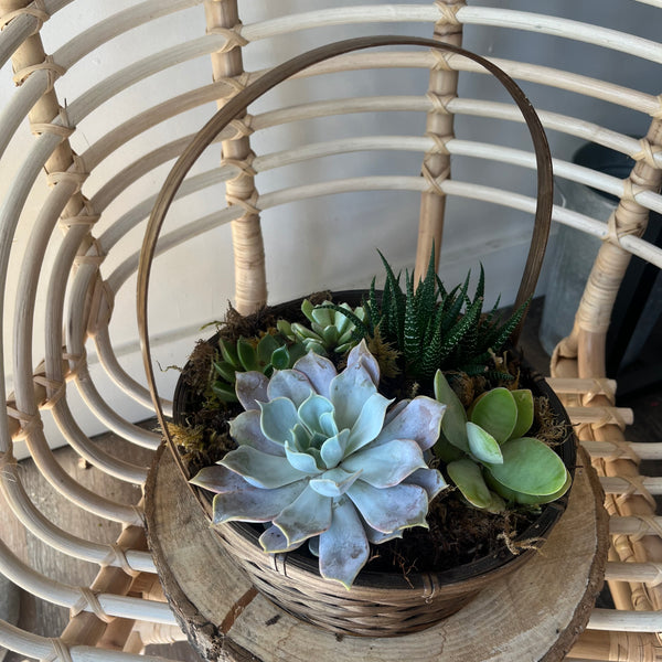 Succulent Basket